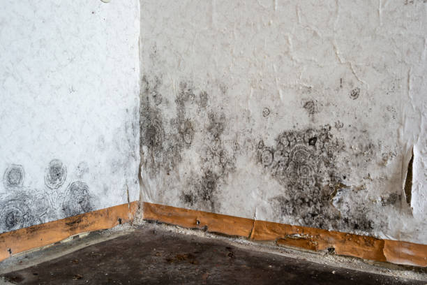 Best Mold removal after water damage  in USA